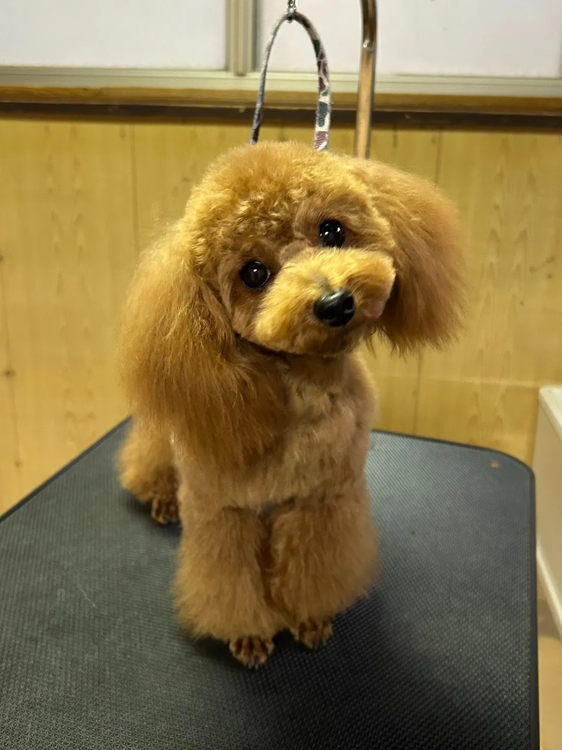 愛犬トリミング✂