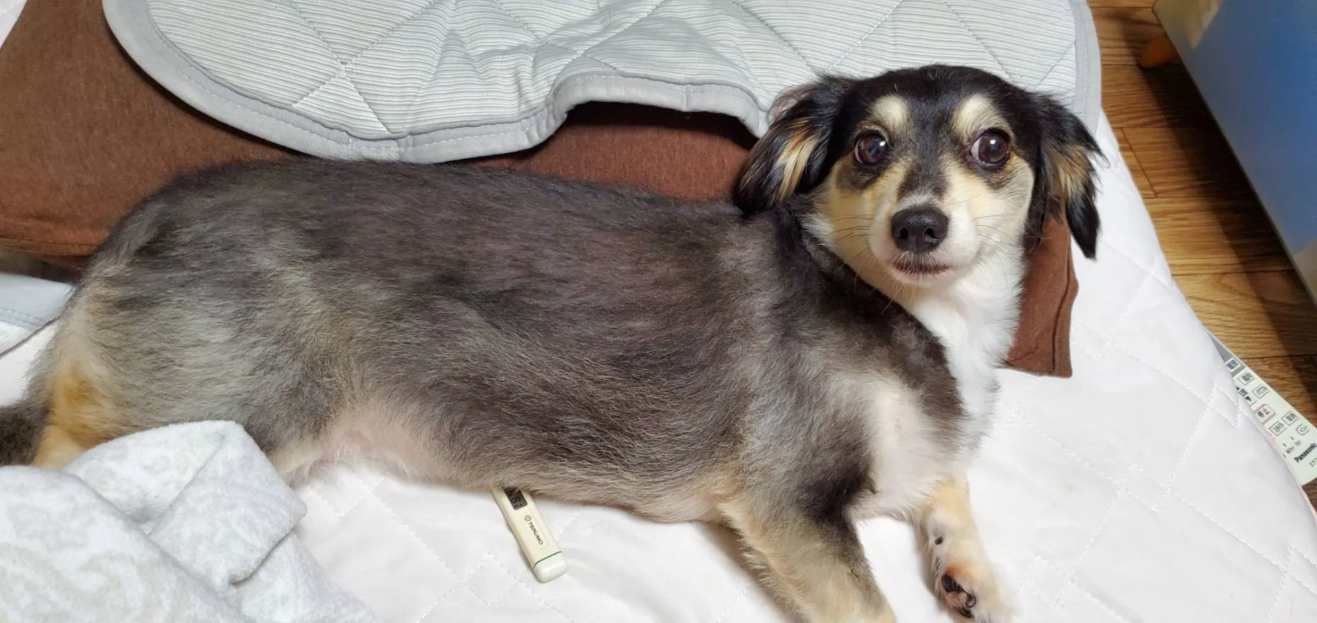 軽貨物ドライバーも対象！IT導入助成金でなにができる？